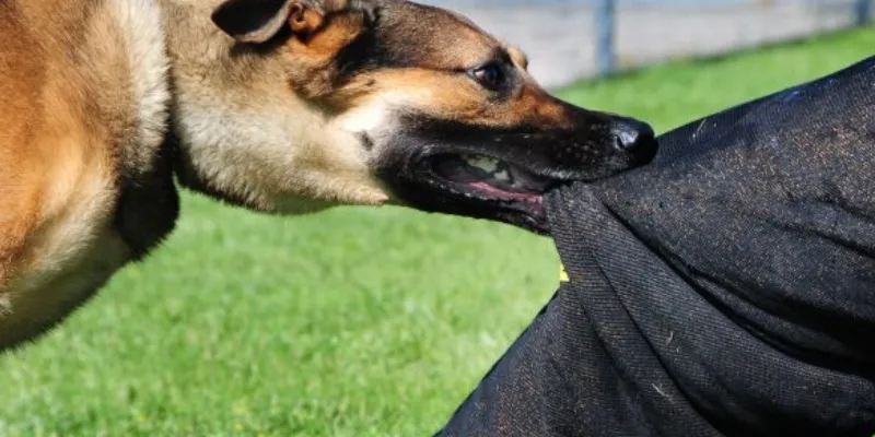 Những số đẹp gắn liền với nằm mơ thấy chó đuổi