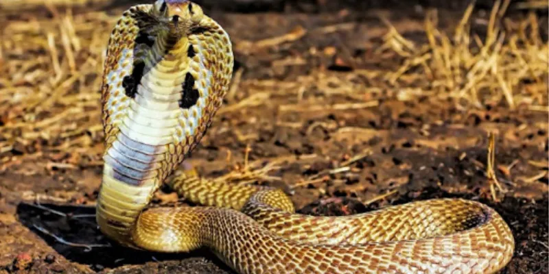 Nằm mơ thấy rắn: Con số nào mang lại tài lộc, may mắn? 2 Nằm mơ thấy rắn cắn