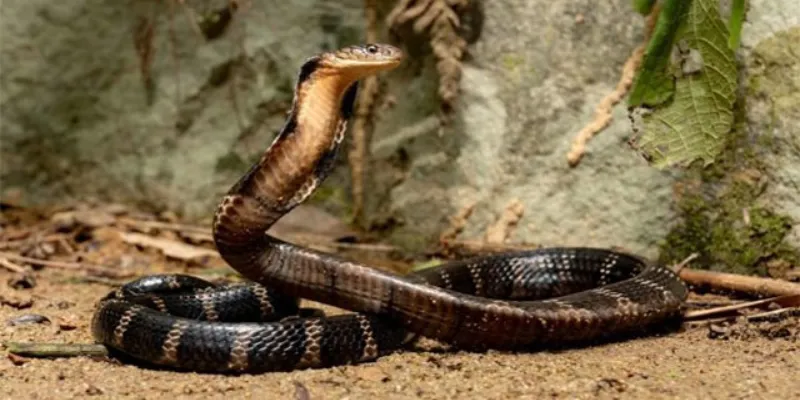 Nằm mơ thấy rắn: Con số nào mang lại tài lộc, may mắn? 3 Giấc mơ thấy rắn chết