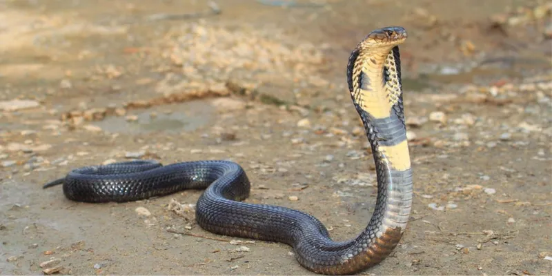 Nằm mơ thấy rắn: Con số nào mang lại tài lộc, may mắn? 4 Con số lô đề nào liên quan đến giấc mơ thấy rắn?