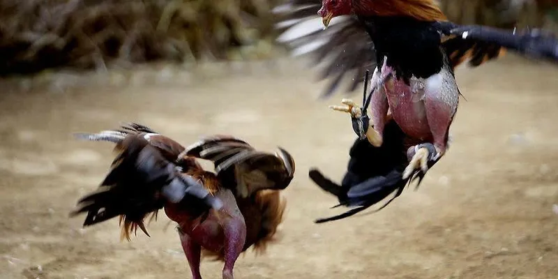 Trực tiếp đá gà tre tại 789Bet: Cảm nhận kịch tính từng trận 2 Các thông tin cần thiết khi tham gia đá gà tre