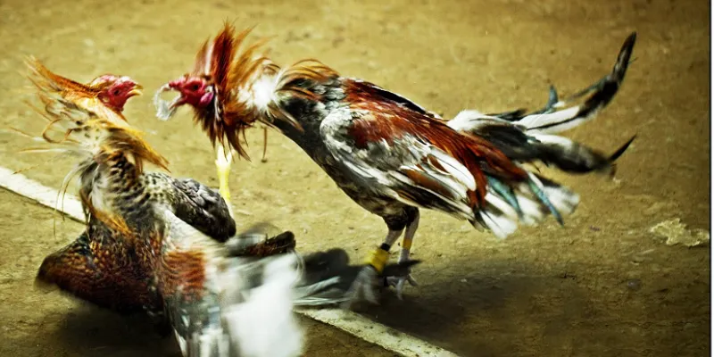 Trực tiếp đá gà tre tại 789Bet: Cảm nhận kịch tính từng trận 3 Những hình thức cược phổ biến trong cá cược đá gà tre