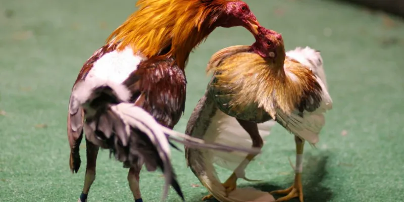 Trực tiếp đá gà tre tại 789Bet: Cảm nhận kịch tính từng trận 4 Kinh nghiệm cá cược hiệu quả đá gà tre trực tiếp tại 789Bet