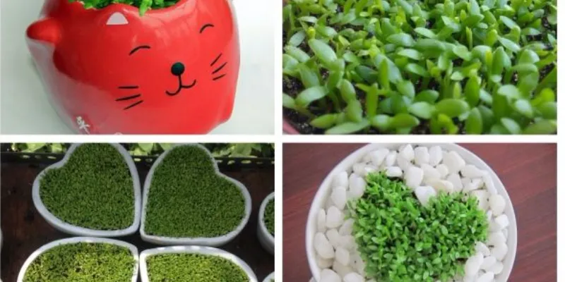 Vật may mắn khi cá cược: Những lựa chọn giúp bạn tự tin hơn 4 Mảnh ghép từ thiên nhiên