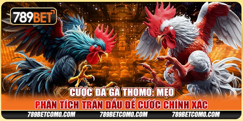 Cược đá gà Thomo: Mẹo phân tích trận đấu để cược chính xác 1 Cược đá gà Thomo: Mẹo phân tích trận đấu để cược chính xác