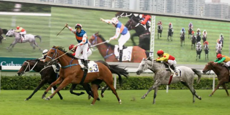 Những hình thức cá cược đua ngựa phổ biến 