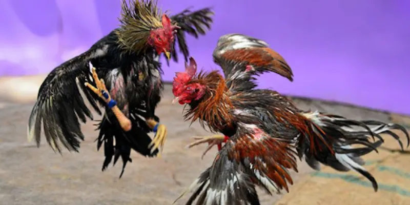 Cược đá gà Thomo: Mẹo phân tích trận đấu để cược chính xác 2 Chi tiết về các khái niệm và quy định trong cá cược đá gà Thomo