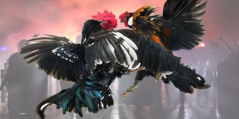 Cược đá gà Thomo: Mẹo phân tích trận đấu để cược chính xác 3 Những hình thức cược đá gà Thomo bạn cần nắm rõ