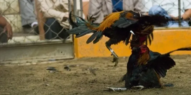 Tìm hiểu các loại kèo cược phổ biến trong đá gà Peru