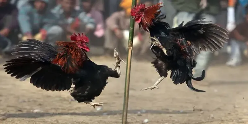 Chọn gà với lối đá phù hợp để đối đầu với đối thủ