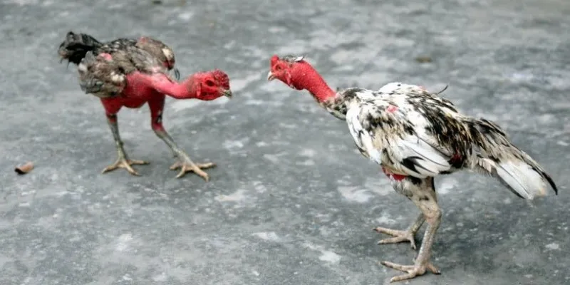 Khái quát về đá gà chọi Việt Nam