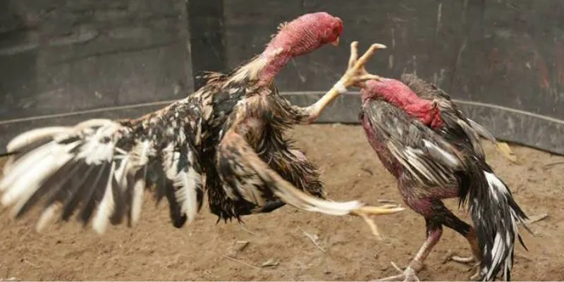 Những dòng gà chọi Việt Nam được yêu thích 