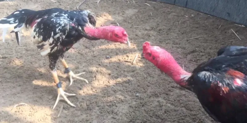 Bí kíp chơi đá gà chọi Việt Nam hiệu quả mà vẫn an toàn