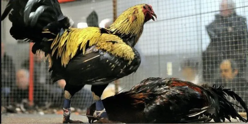 Các đặc trưng nổi bật trong trận đấu Đá Gà Peru