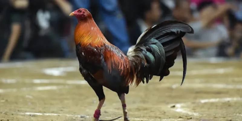 Cách thức đặt cược Đá Gà Peru tại 789Bet