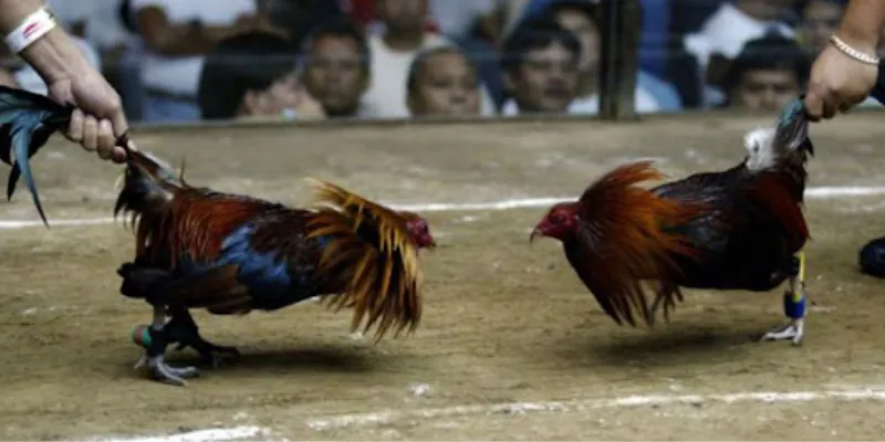 Mẹo thắng lợi khi tham gia đá gà Peru