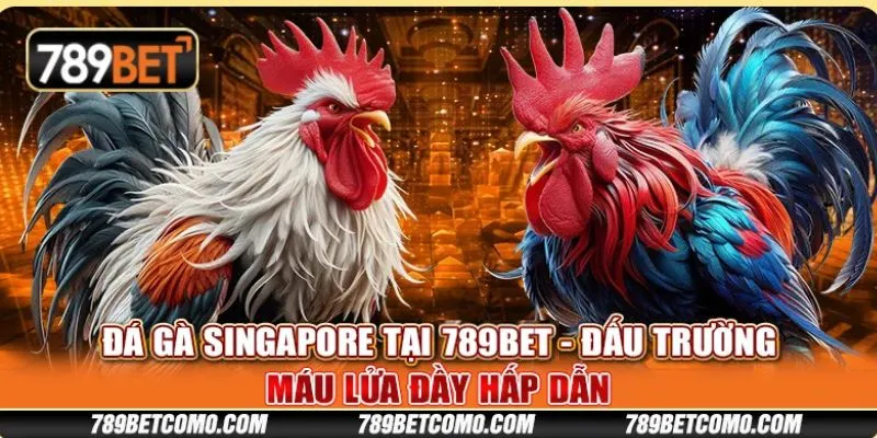Đá gà Singapore tại 789Bet - Đấu trường máu lửa đầy hấp dẫn