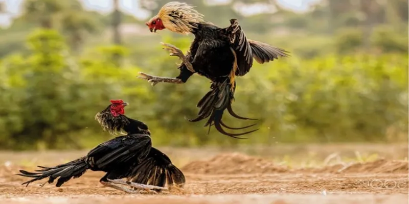 Thông tin quan trọng về trận đá gà trực tiếp mạnh