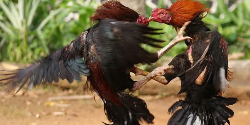 Những loại hình cá cược trực tiếp đá gà mạnh tại 789Bet