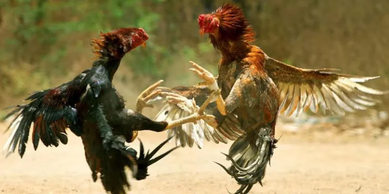 Kinh nghiệm đặt cược an toàn khi xem đá gà trực tiếp