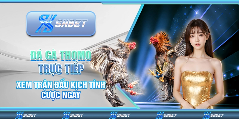 Đá Gà Thomo Trực Tiếp - Xem Trận Đấu Kịch Tính Cược Ngay 1 Đá Gà Thomo Trực Tiếp - Xem Trận Đấu Kịch Tính Cược Ngay