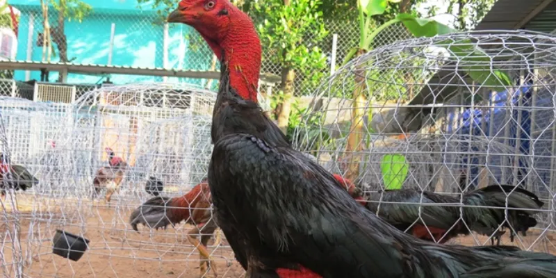 Đá gà Bình Định tại 789Bet - Sân chơi đẳng cấp cho dân đam mê gà chọi 2 Giới thiệu chung về hình thức đá gà Bình Định