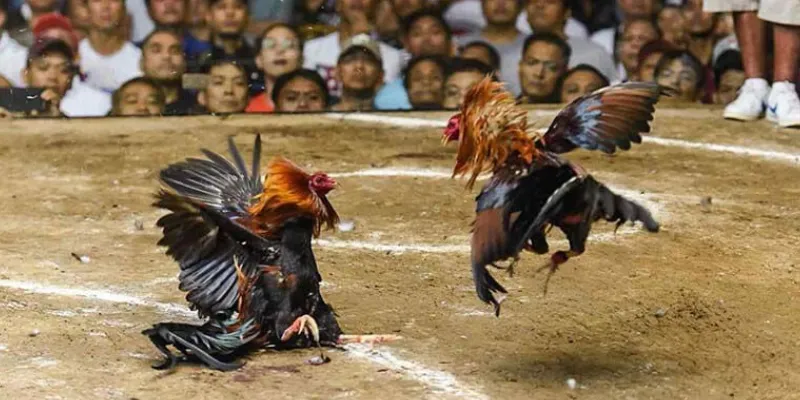 Đá gà Bình Định tại 789Bet - Sân chơi đẳng cấp cho dân đam mê gà chọi 3 Tổng hợp các loại cược phổ biến trong đá gà Bình Định