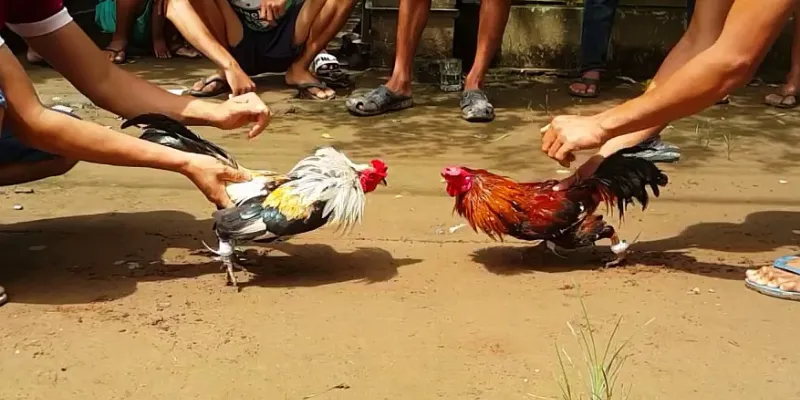 Đá gà Bình Định tại 789Bet - Sân chơi đẳng cấp cho dân đam mê gà chọi 4 Mẹo cá cược đá gà Bình Định đỉnh cao