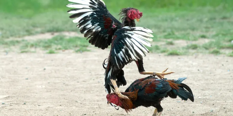 Đá Gà Campuchia tại 789Bet: Hành Trình Chinh Phục Chiến Kê Đỉnh Cao 2 Tìm hiểu về đá gà Campuchia