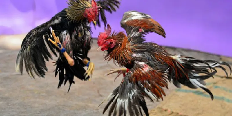 Đá Gà Campuchia tại 789Bet: Hành Trình Chinh Phục Chiến Kê Đỉnh Cao 4 Các chiến thuật cược thông minh trong Đá Gà Campuchia