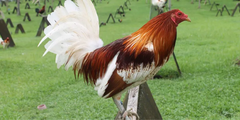 Khám phá đá gà mỹ tại 789Bet – Trận đấu kịch tính, hấp dẫn 4 Chiến thuật cá cược đá gà Mỹ giúp bạn thắng lớn