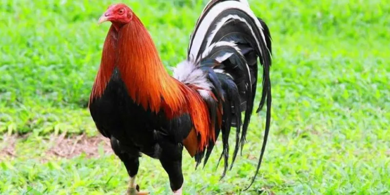 Khám phá đá gà mỹ tại 789Bet – Trận đấu kịch tính, hấp dẫn 3 Những lựa chọn cá cược phổ biến trong Đá Gà Mỹ