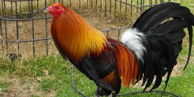 Khám phá đá gà mỹ tại 789Bet – Trận đấu kịch tính, hấp dẫn 2 Nguyên nhân đá gà Mỹ được yêu thích tại 789Bet?