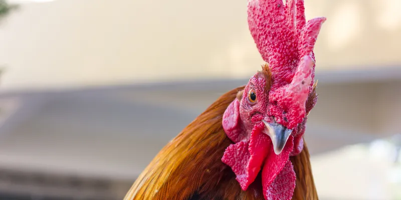 Đá Gà Thomo Trực Tiếp - Xem Trận Đấu Kịch Tính Cược Ngay 4 Người chơi tích lũy được nhiều kinh nghiệm với đá gà thomo trực tiếp