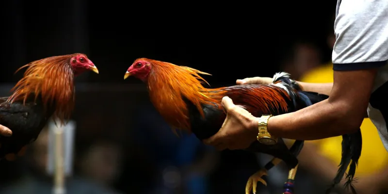 Đá Gà Thomo Trực Tiếp - Xem Trận Đấu Kịch Tính Cược Ngay 2 Các trường đá gà thomo trực tiếp