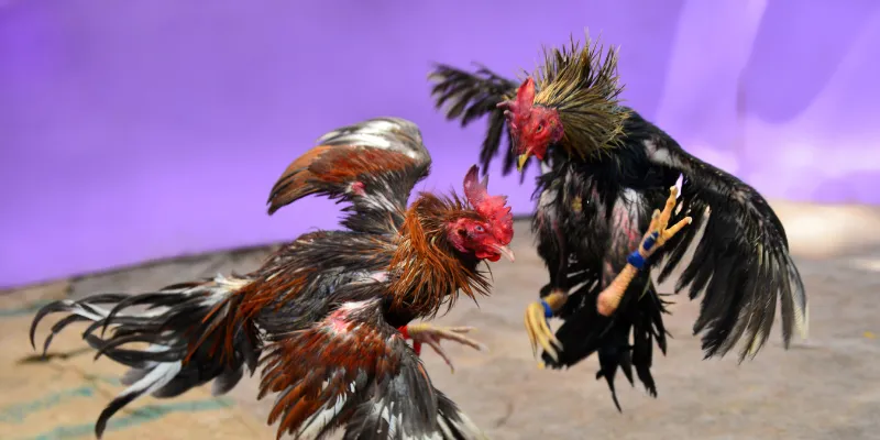 Đá Gà Thomo Trực Tiếp - Xem Trận Đấu Kịch Tính Cược Ngay 3 Các yếu tố ảnh hưởng đến các trận đá gà thomo trực tiếp