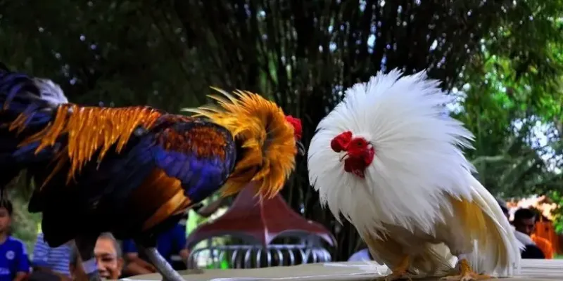 Đá gà trực tiếp tại 789Bet - theo dõi và đặt cược dễ dàng 2 Những điểm hấp dẫn nào trong cá cược đá gà trực tiếp tại 789Bet?