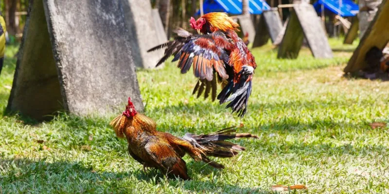 Đá gà trực tiếp tại 789Bet - theo dõi và đặt cược dễ dàng 3 Những giống gà chọi xuất sắc nhất trong đá gà trực tiếp