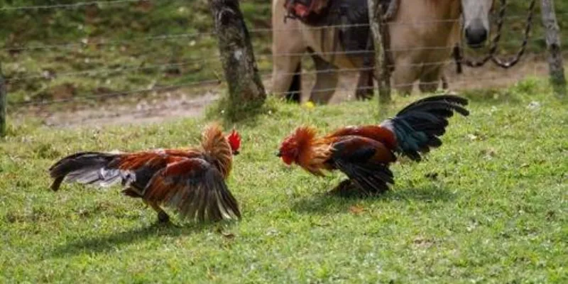 Đá gà trực tiếp tại 789Bet - theo dõi và đặt cược dễ dàng 4 Mẹo chơi đá gà trực tiếp giúp bạn đạt tỷ lệ thắng cao