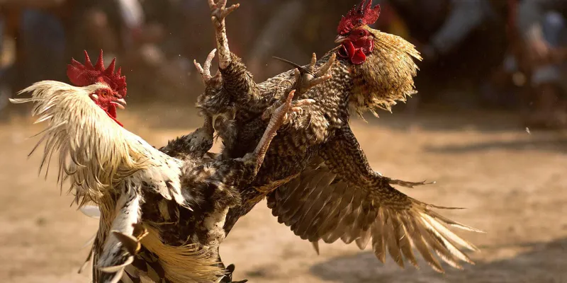 Tìm hiểu về các kèo đá gà được ưa chuộng nhất