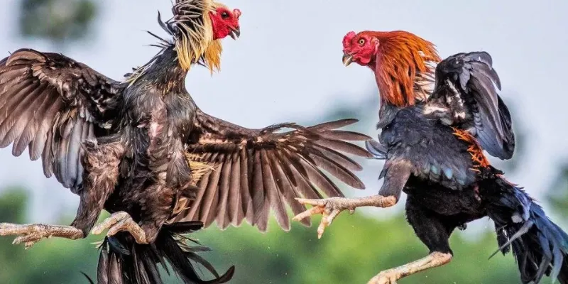 Làm rõ các yếu tố tác động đến tỷ lệ kèo trong đá gà