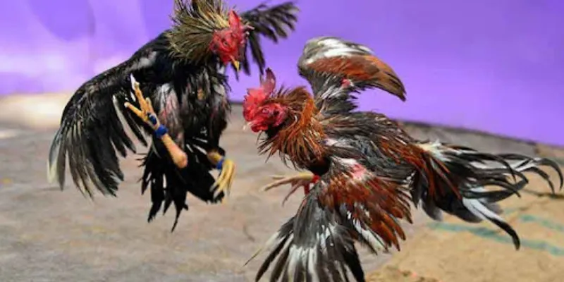  Chi tiết cách hiểu và đọc kèo đá gà online