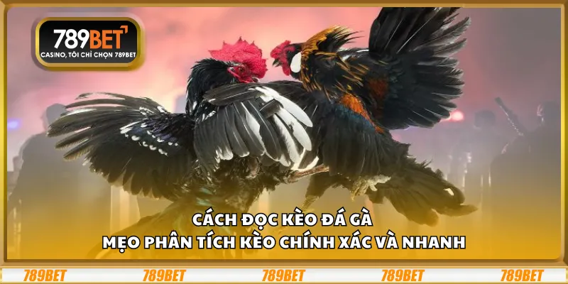 Cách đọc kèo đá gà - Mẹo phân tích kèo chính xác và nhanh 5 Cách đọc kèo đá gà - Mẹo phân tích kèo chính xác và nhanh