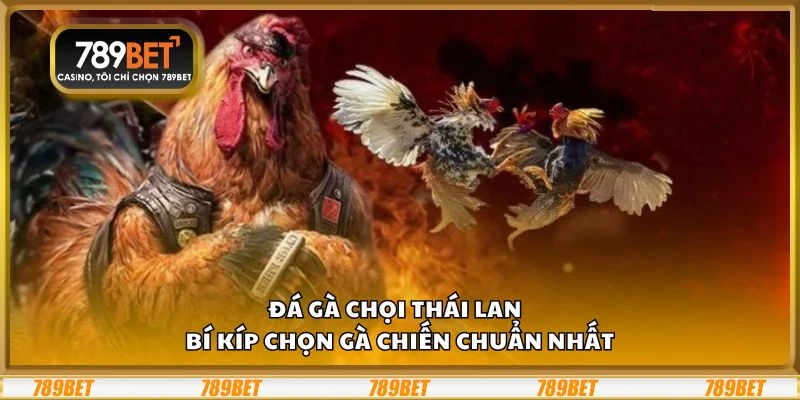 Đá gà chọi Thái Lan – Bí kíp chọn gà chiến chuẩn nhất 4 Đá gà chọi Thái Lan – Bí kíp chọn gà chiến chuẩn nhất