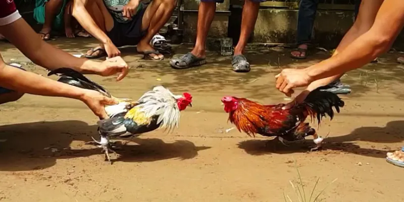 Mẹo chọn chiến kê mạnh 789Bet – Nhìn thế nào để biết gà có tiềm năng? 2 Vì sao việc lựa chọn chiến kê lại quan trọng?