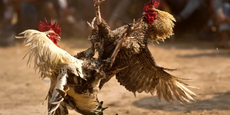 Mẹo chọn chiến kê mạnh 789Bet – Nhìn thế nào để biết gà có tiềm năng? 3 Mẹo chọn chiến kê mạnh từ các cược thủ hàng đầu