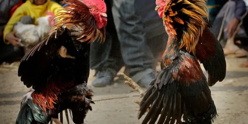 Mẹo chọn chiến kê mạnh 789Bet – Nhìn thế nào để biết gà có tiềm năng? 4 Các lỗi phổ biến khi lựa chọn chiến kê