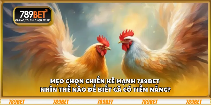 Mẹo chọn chiến kê mạnh 789Bet – Nhìn thế nào để biết gà có tiềm năng?