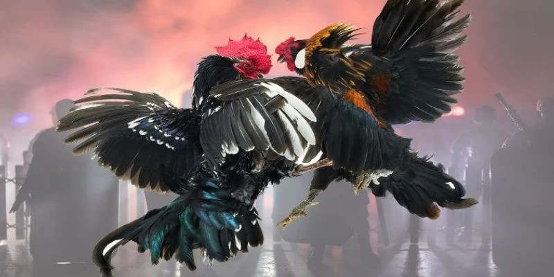 Chiến thuật chơi đá gà - Cách chọn gà chiến mạnh nhất 4 Chiến thuật chơi đá gà hiệu quả từ chuyên gia