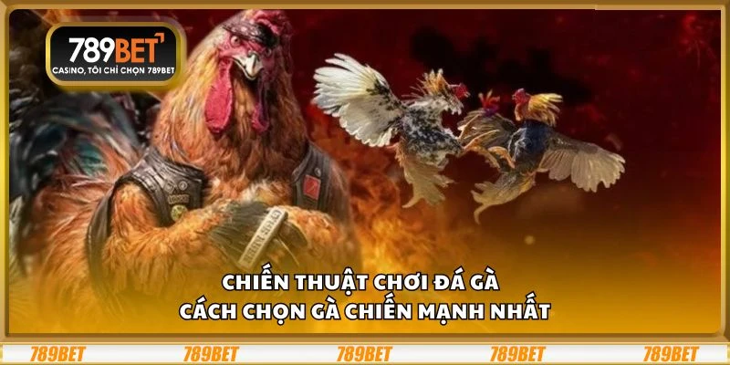 Chiến thuật chơi đá gà - Cách chọn gà chiến mạnh nhất